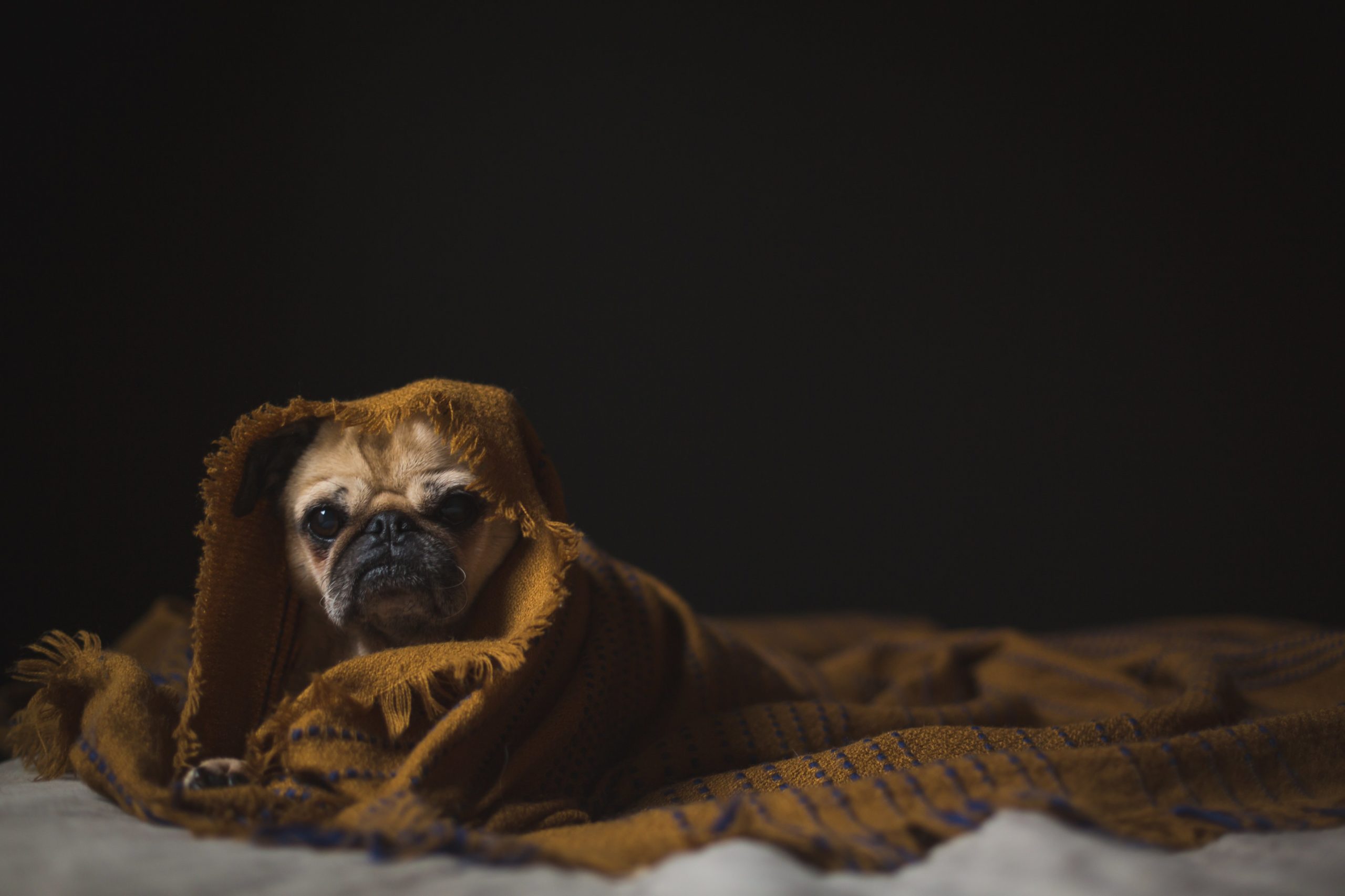 Pet Poisoning – What To Do In An Emergency
