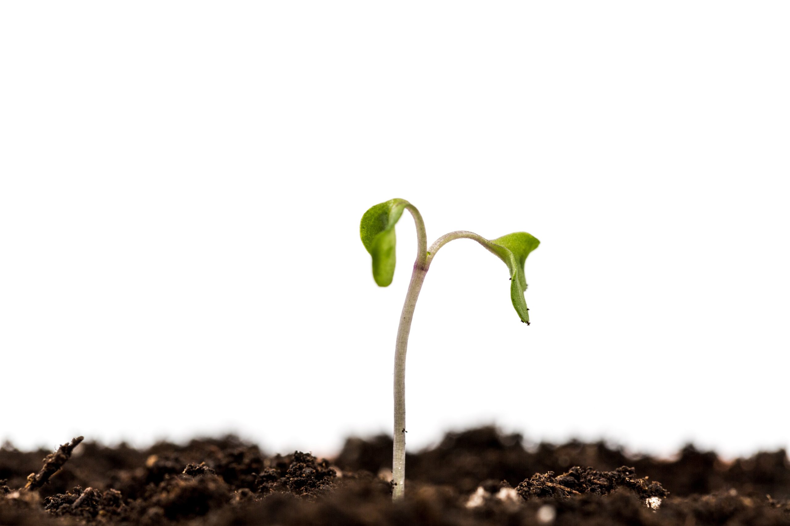 Gaia Grows: The Art of Composting