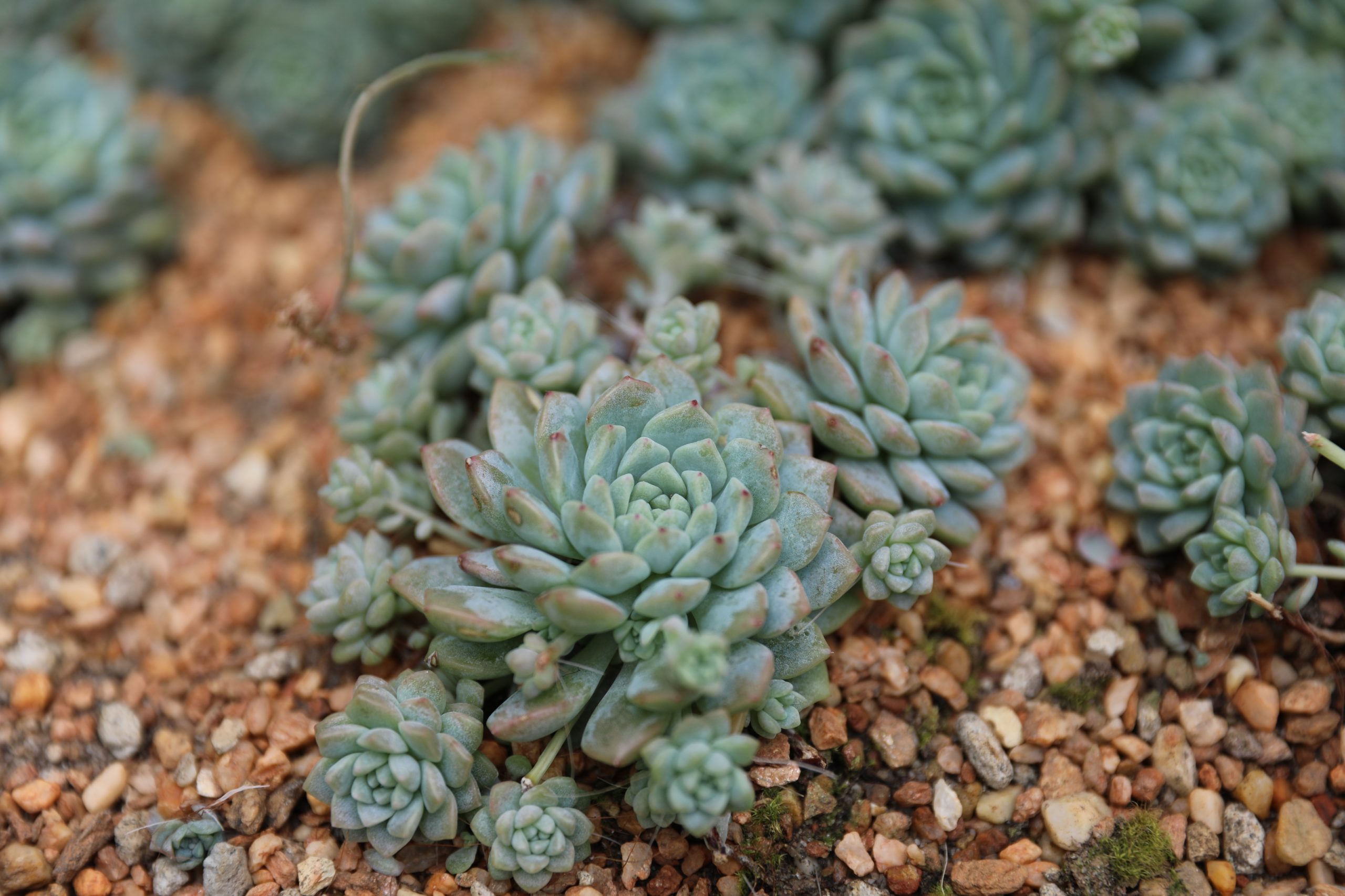 How Xeriscaping Can Save FoCo,  Your Marriage, and the Planet