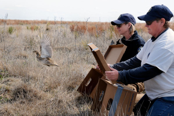 CPW wildlife biologists April Estep and Rebecca Schilowsky release lesser prairie chickens from boxes after they were captured in western Kansas. Each bird was weighed and measured, examined by a veterinarian, given an identification bracelet and color-coded bands and outfitted with a tracking device so biologists can track them in coming years.