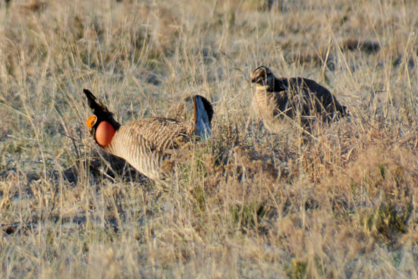 Male lesser prairie chickens can be heard stomping their feet in a mating dance, and they boom by inflating a red sac on their neck and quickly releasing the air. They also make a cackling noise that can be heard as they engage in mock battles, flying into the air and confronting rivals on the breeding grounds.