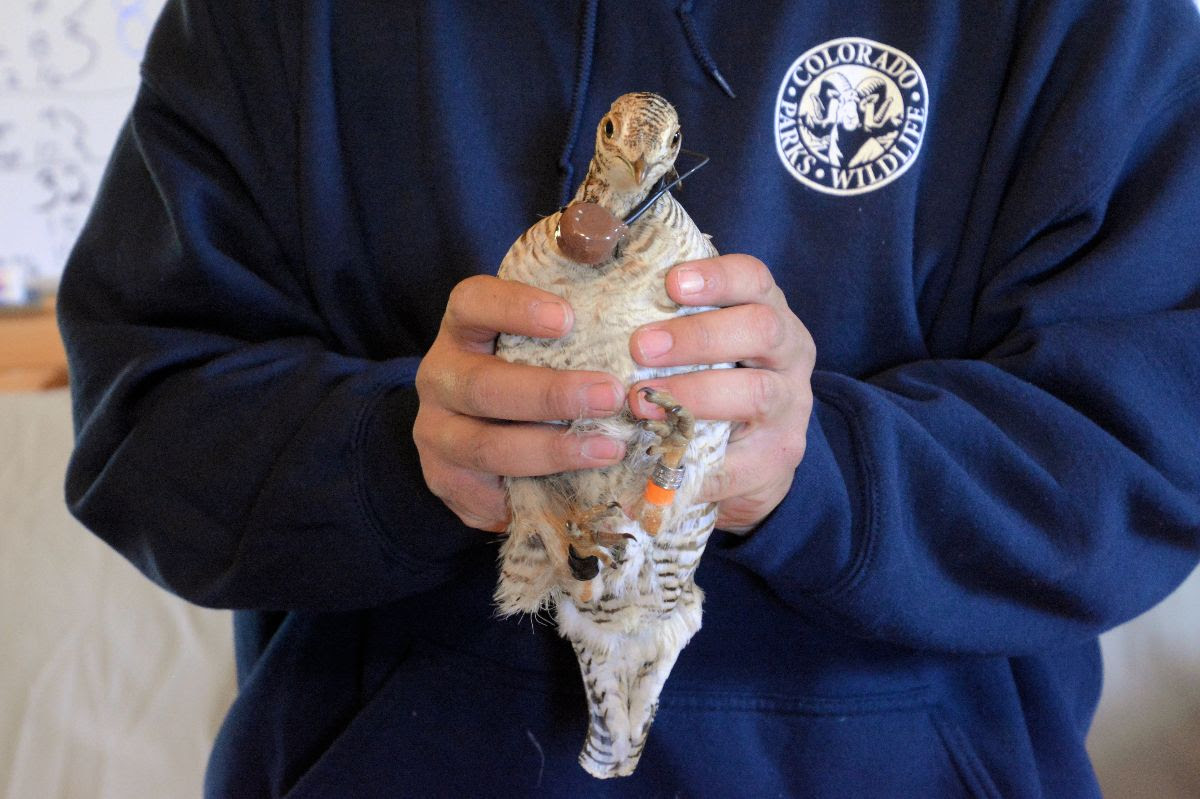 1.33 Million Chickens Quarantined as Colorado Declares Disaster Response