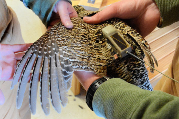 Some lesser prairie chickens were equipped with solar-powered GPS backpacks that are designed to transmit their location 10 times a day for the next four years. Already, chickens released with the GPS devices in previous years of the project have been tracked as far away as Texas.