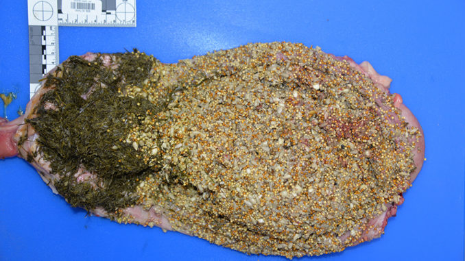 The stomach contents of the bear reveal it was feeding primarily on bird seed, likely found in backyard birdfeeders. CPW recommends avoiding the use of birdfeeders when bears are active. (Photo/CPW)