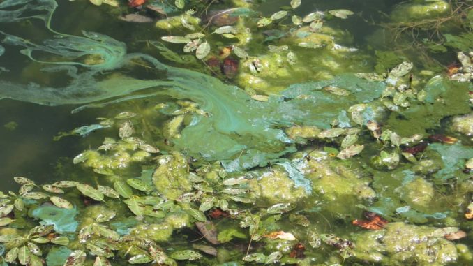 Timnath Reservoir Health Advisory: Blue-Green Algae 