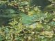 Timnath Reservoir Health Advisory: Blue-Green Algae 