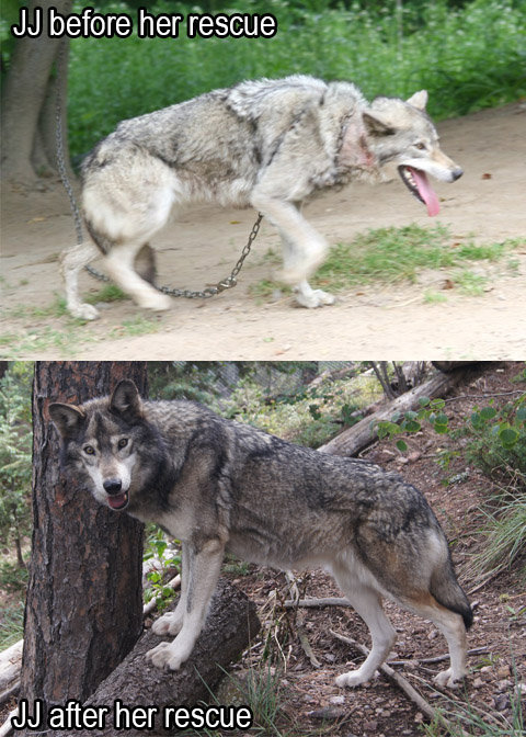 Shade for Sanctuary – Help W.O.L.F. Sanctuary, CO