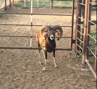 A mouflon sheep, prohibited in Colorado. Photo is from a social media post brought to the attention of CPW officers. (Photo/CPW)