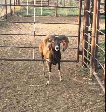 A mouflon sheep, prohibited in Colorado. Photo is from a social media post brought to the attention of CPW officers. (Photo/CPW)