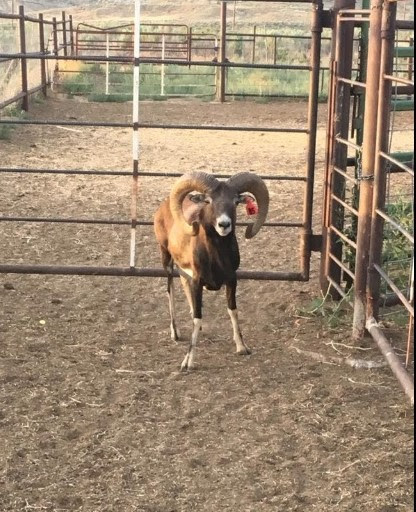 Utah resident convicted of importing sheep