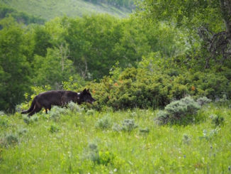 The gray wolf recently sighted in Jackson County has been confirmed as a dispersing male from Wyoming.