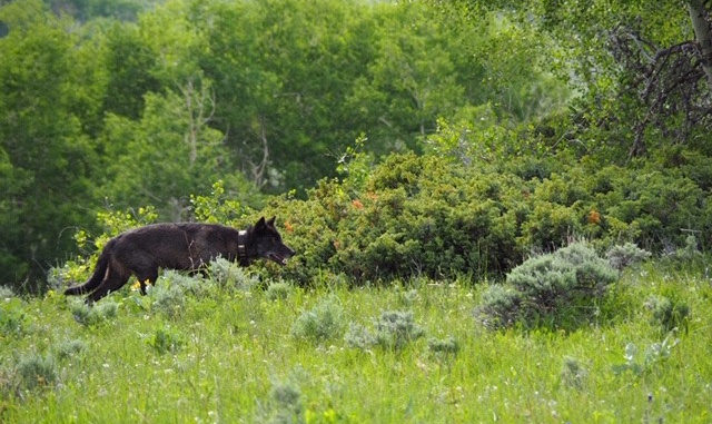 The gray wolf recently sighted in Jackson County has been confirmed as a dispersing male from Wyoming.