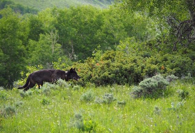 The gray wolf recently sighted in Jackson County has been confirmed as a dispersing male from Wyoming.