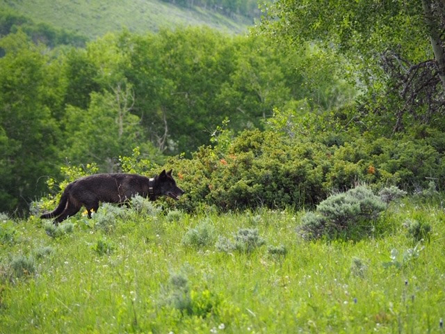 Wolf sighted in Jackson County confirmed to be from Wyoming’s Snake River pack