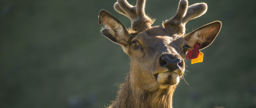 Colorado Parks and Wildlife preparing for leftover license sales beginning August 6