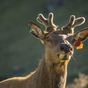 Colorado Parks and Wildlife preparing for leftover license sales beginning August 6