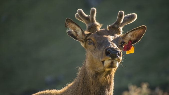 Colorado Parks and Wildlife preparing for leftover license sales beginning August 6