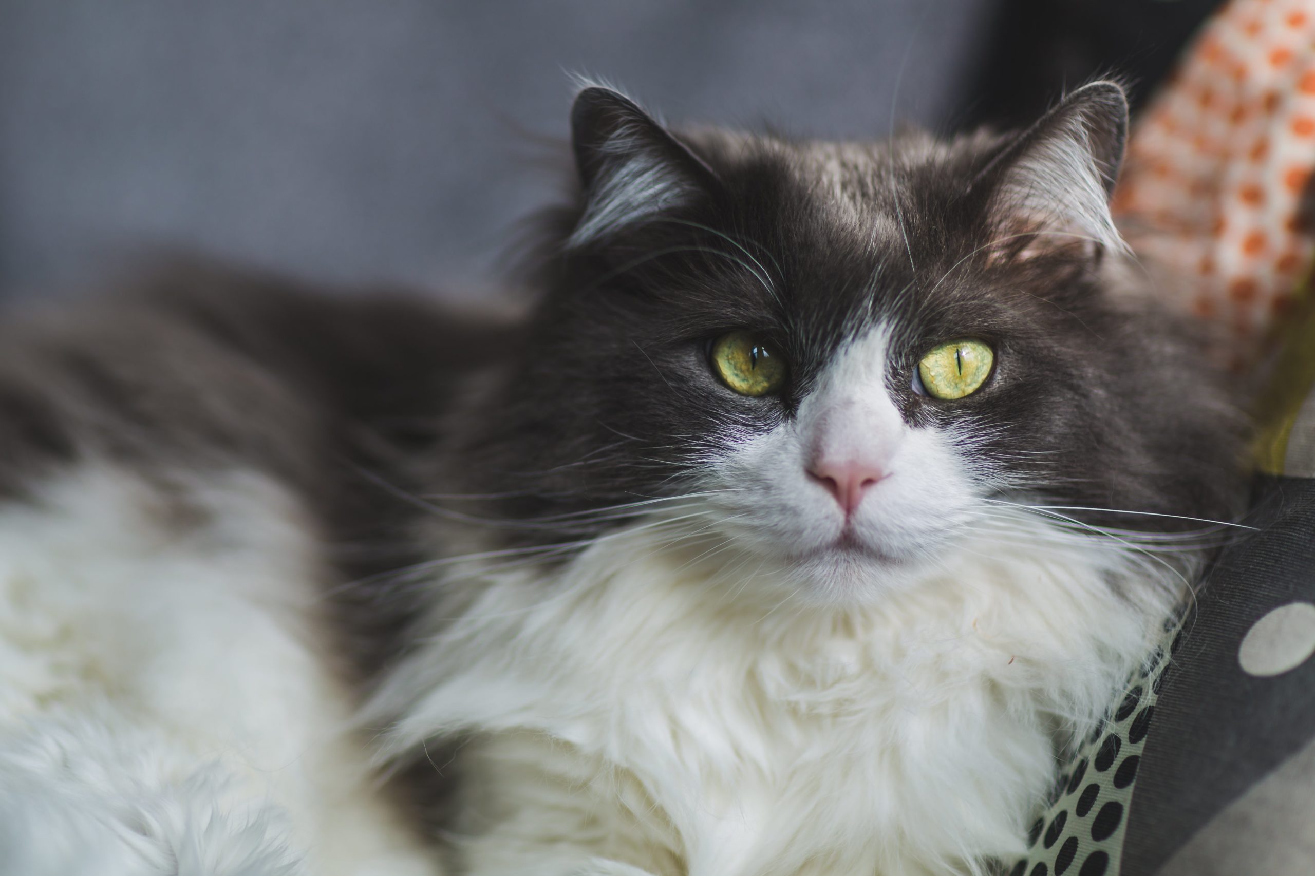 Cat Tests Positive for Rabies in Fort Collins