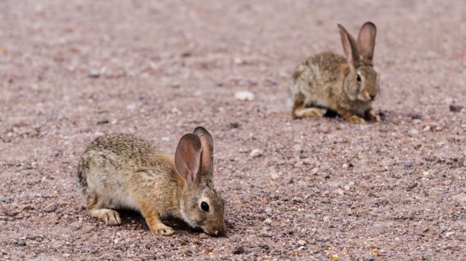 The Larimer County Department of Health and Environment has confirmed tularemia in a rabbit in northern Larimer County. Tularemia, also known as “rabbit fever” has been found across the county in previous years and has resulted in human cases. Soil can be contaminated by tularemia-causing bacteria from the droppings or urine of sick animals, usually from rabbits.  