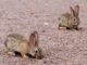 The Larimer County Department of Health and Environment has confirmed tularemia in a rabbit in northern Larimer County. Tularemia, also known as “rabbit fever” has been found across the county in previous years and has resulted in human cases. Soil can be contaminated by tularemia-causing bacteria from the droppings or urine of sick animals, usually from rabbits.  