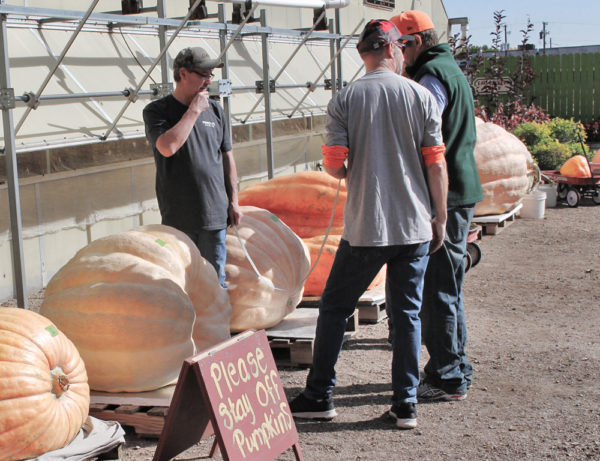 Giant pumpkins lined up in a holding area waiting to be inspected.