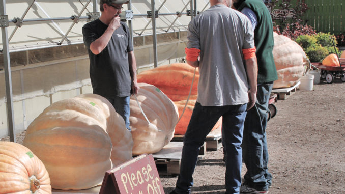 Giant pumpkins lined up in a holding area waiting to be inspected.