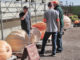 Giant pumpkins lined up in a holding area waiting to be inspected.