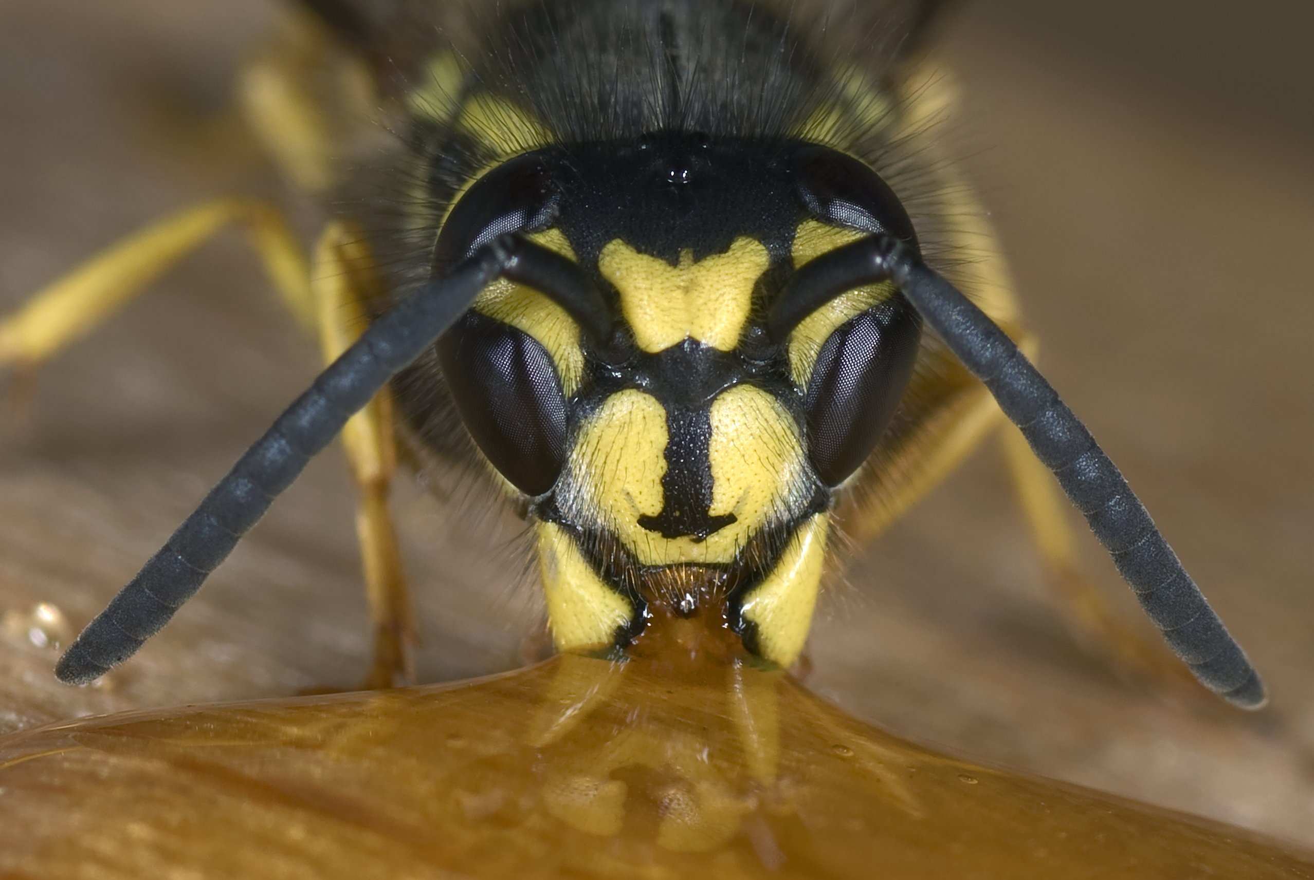 Secrets of Sustainable Beekeeping 