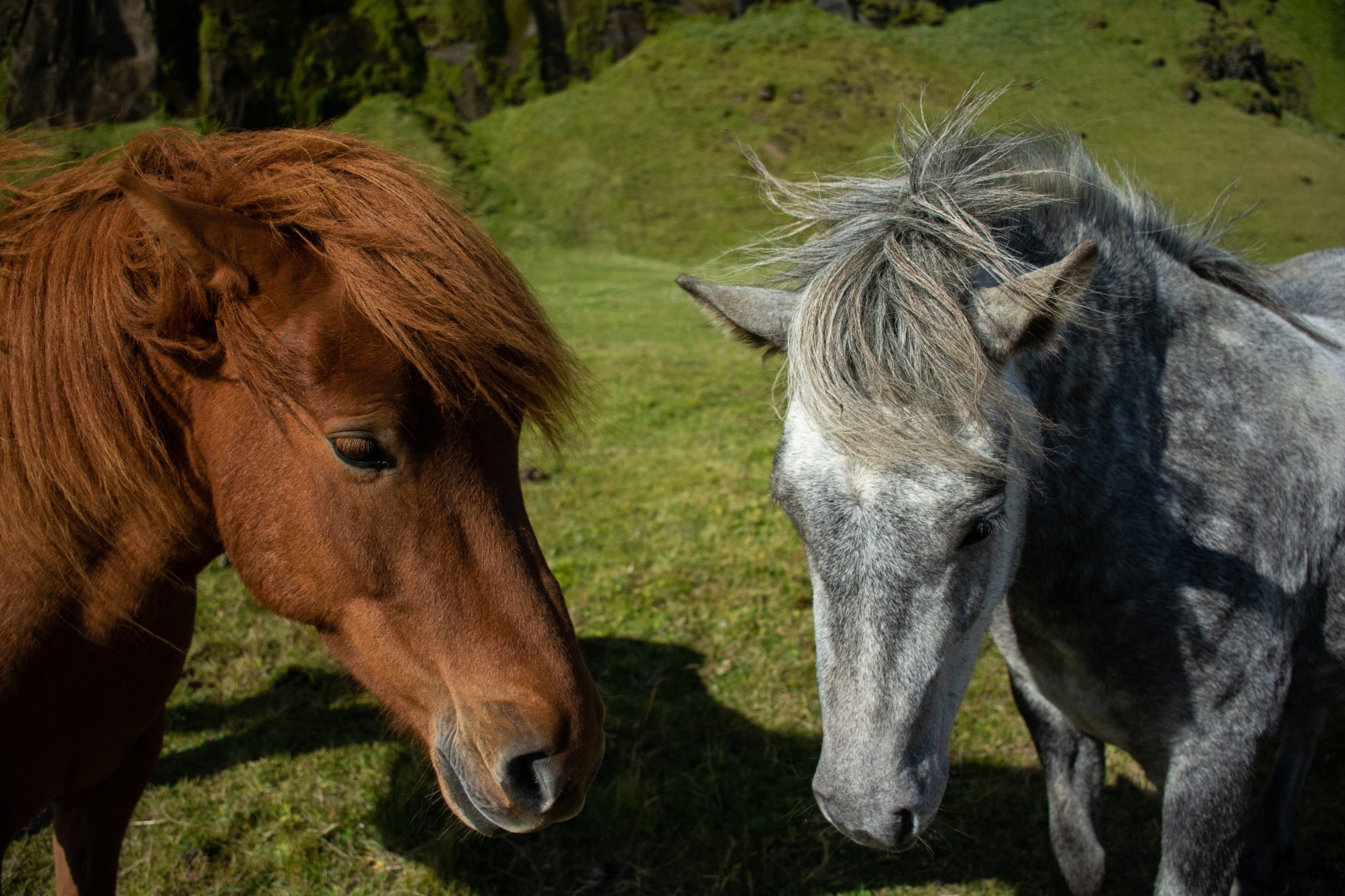 Vesicular stomatitis cases hold steady in 32 Colorado counties