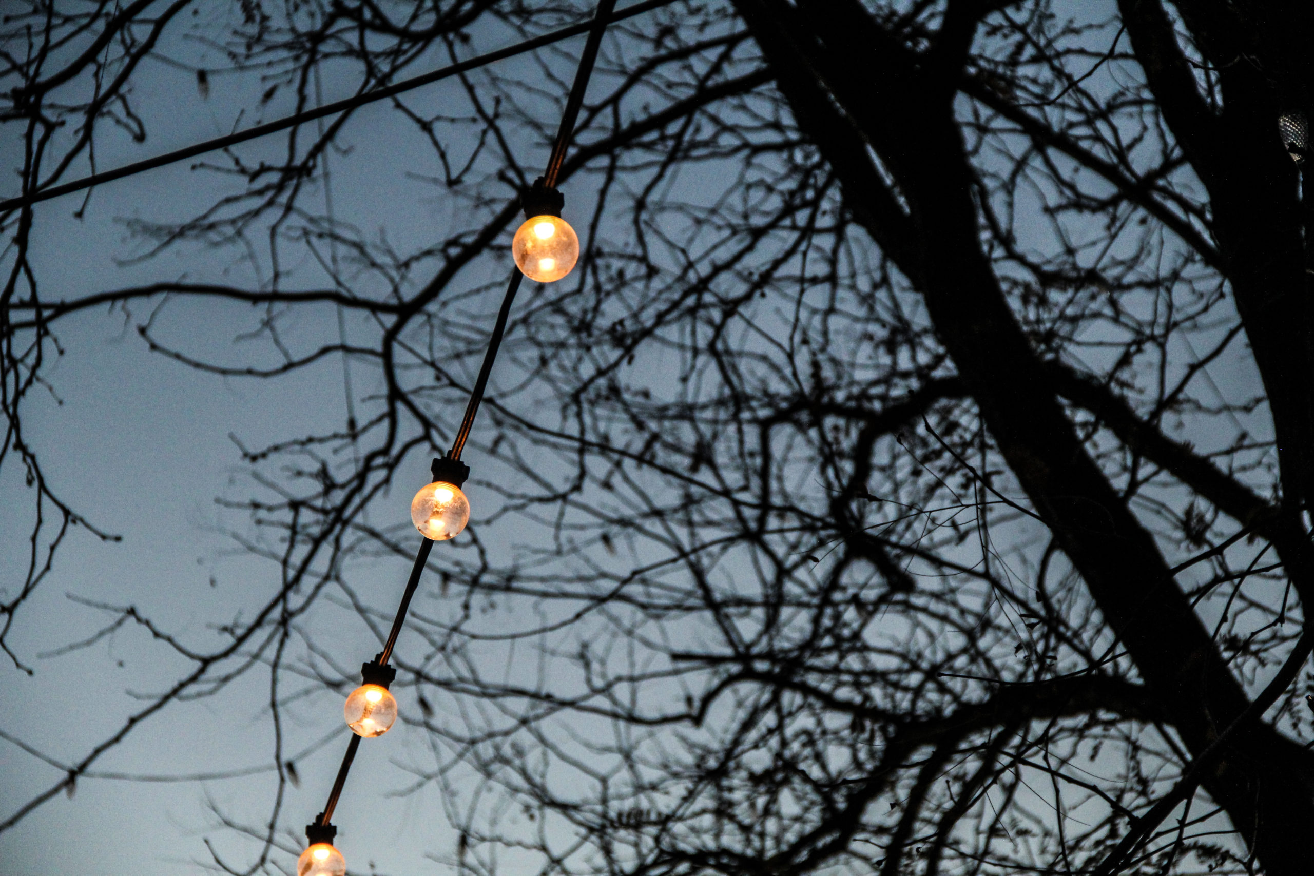 Happenings in Wellington for November/December – Week of November 21
