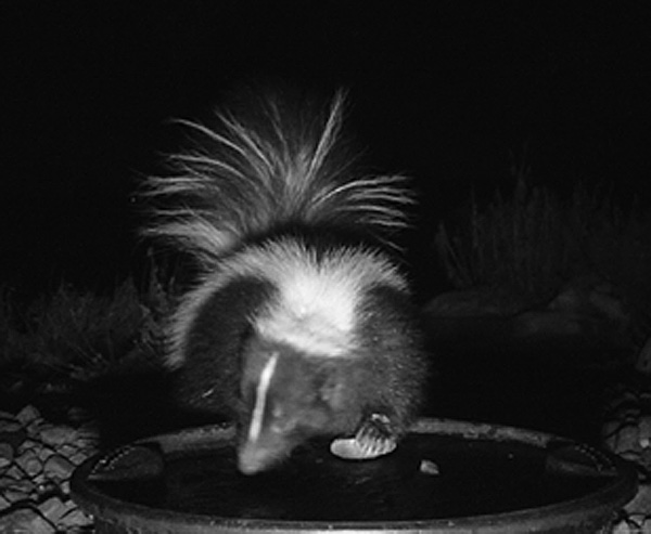 Social media and citizen scientists