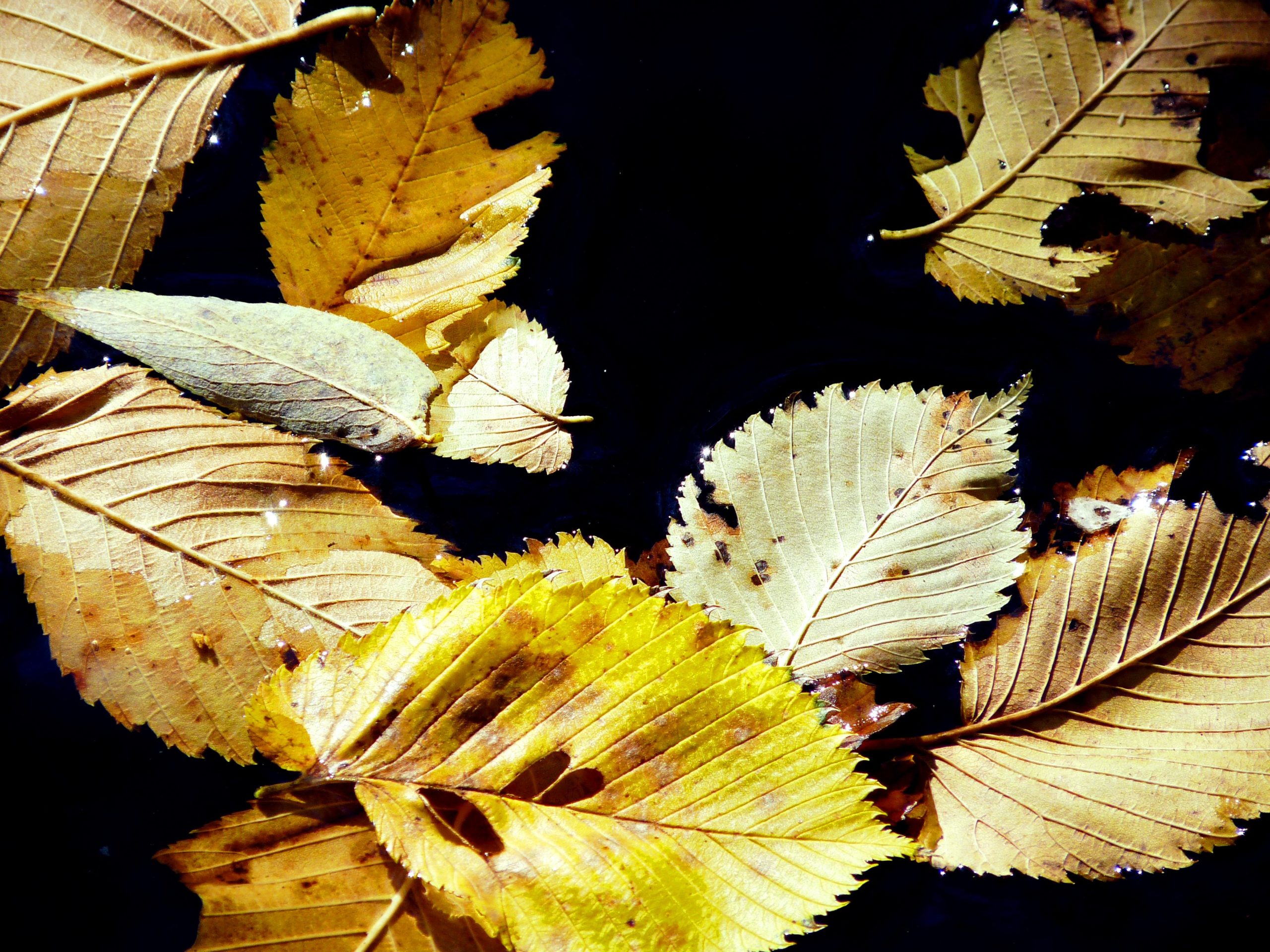 Got Leaves? Keep Them Out of the Trash and Out of the Street