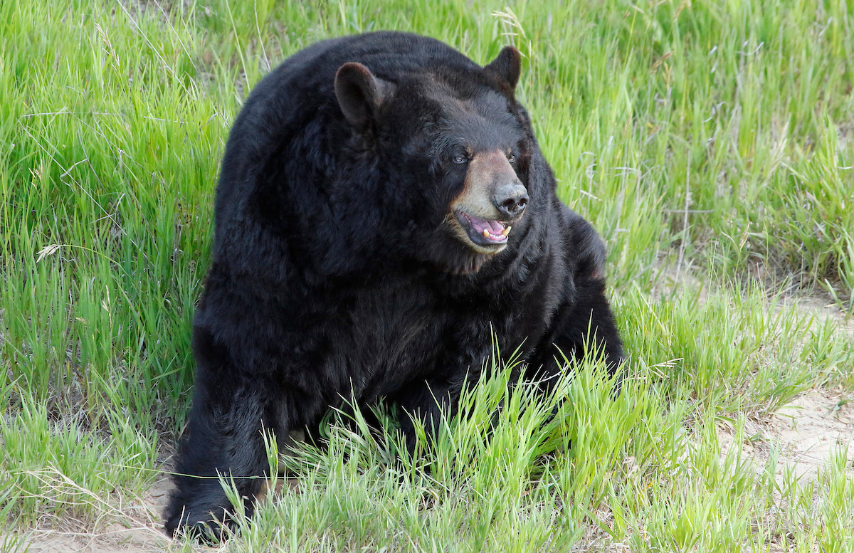 Being Bear Aware- Hyperphagia By The Numbers