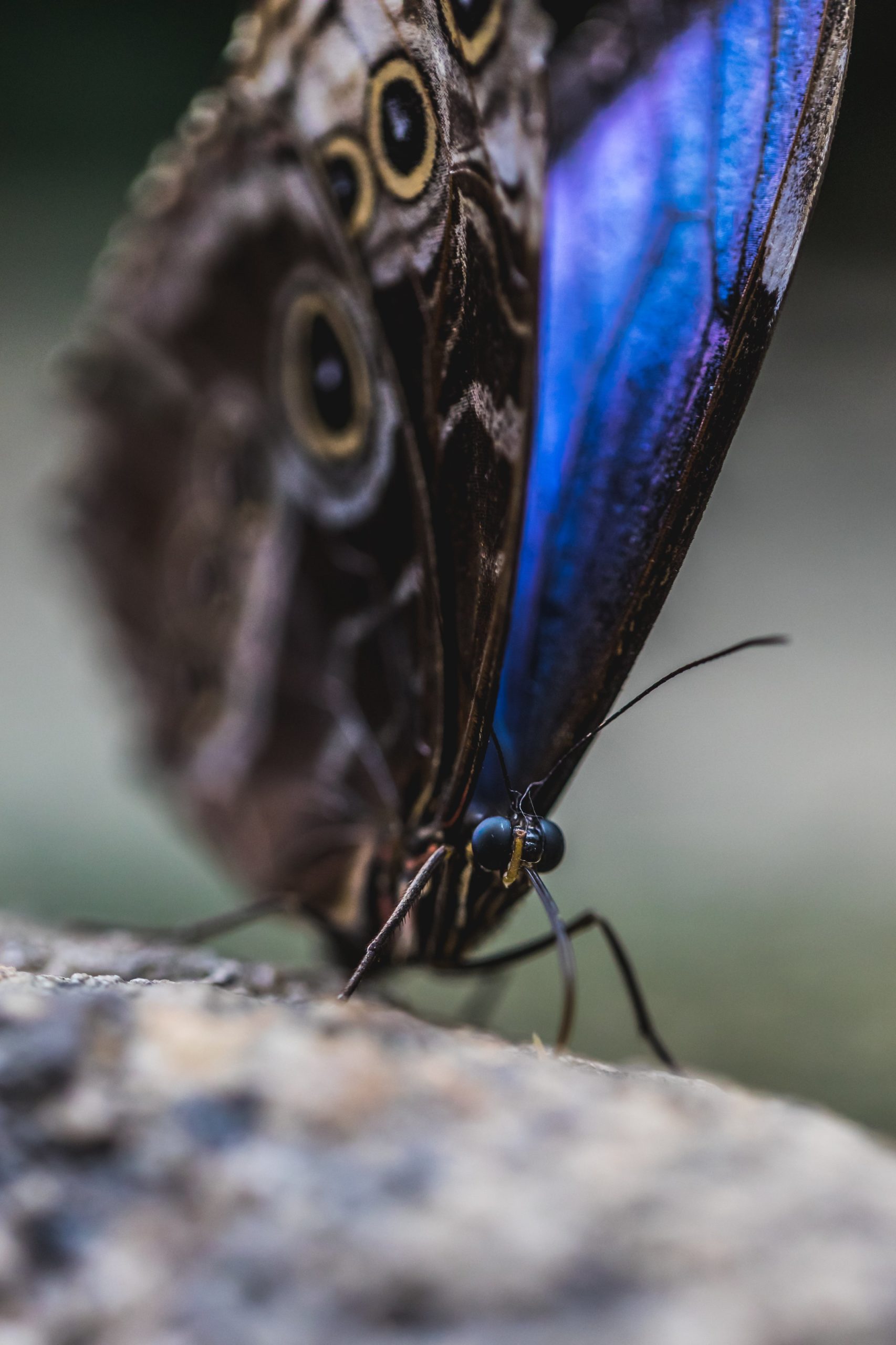 Butterfly Release Offers Healing Space in Greeley