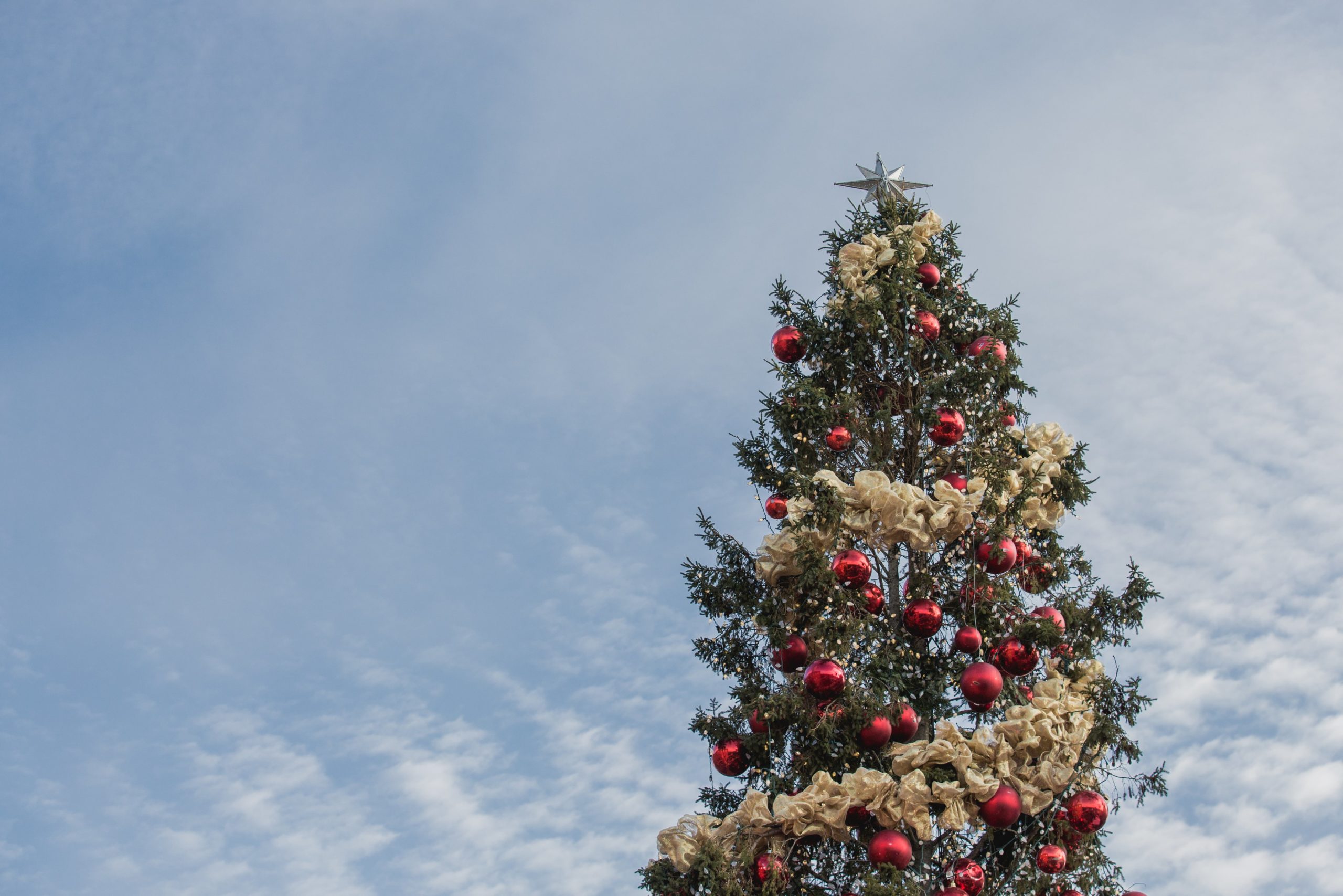Christmas Tree Sales Began November 1