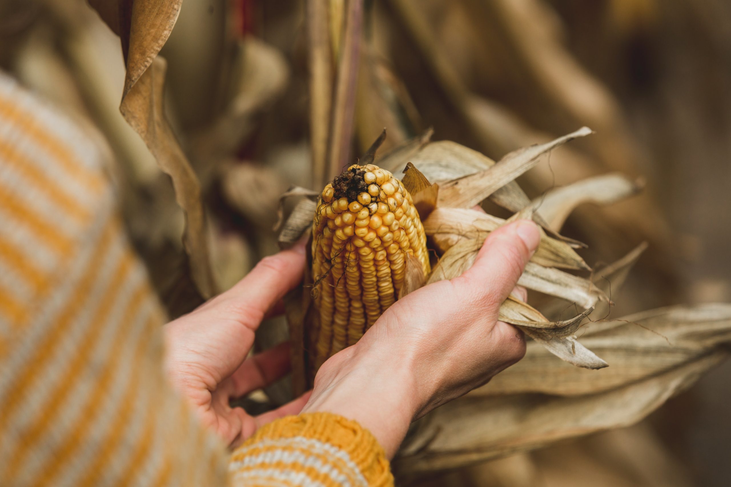 Preserving the Harvest