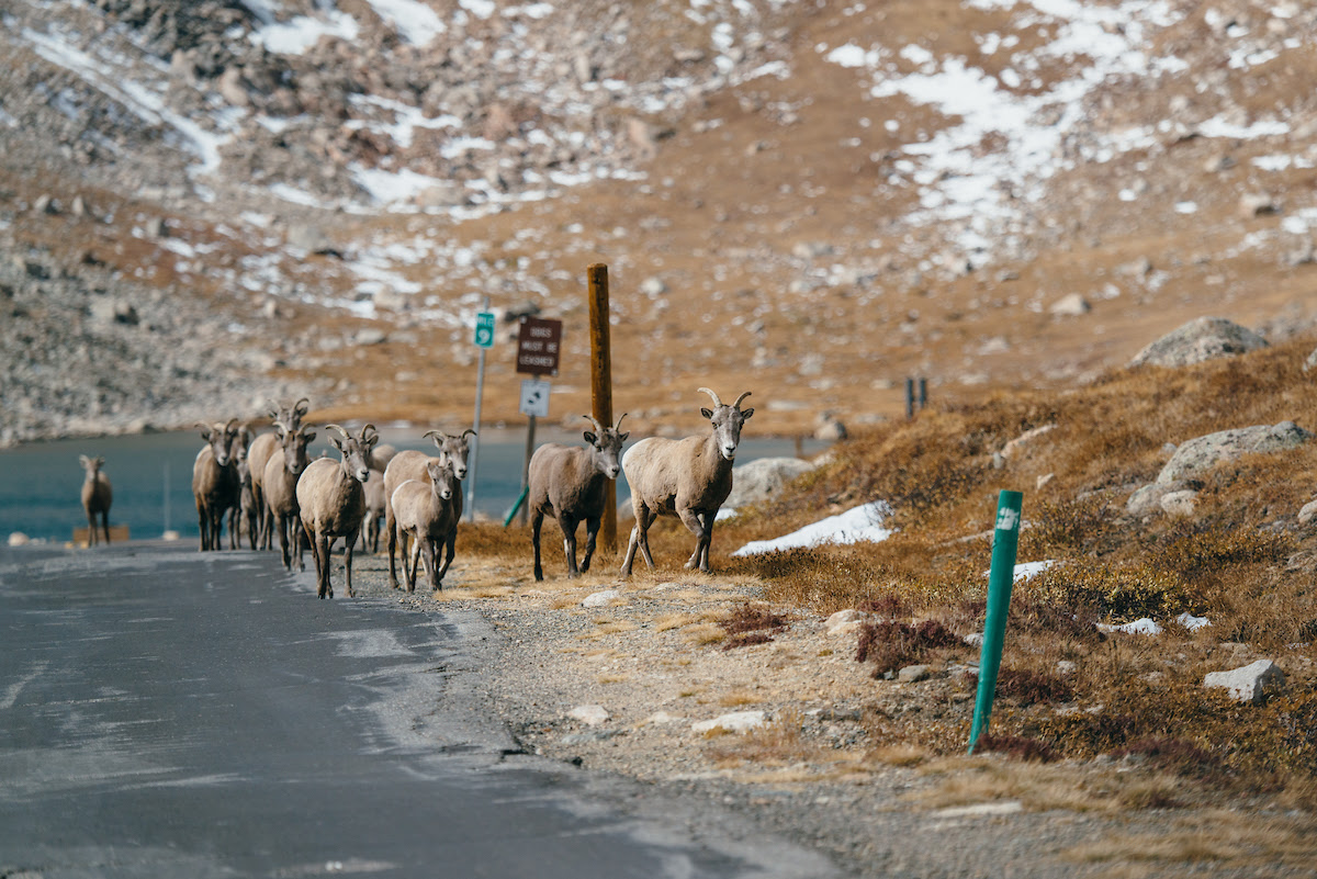 Changing Daylight Hours Means Wildlife on the Move