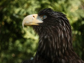 Bald eagles from the north make Fort Collins their winter home. They spend nights in communal roosts in cottonwood trees Fossil Creek Reservoir Natural Area