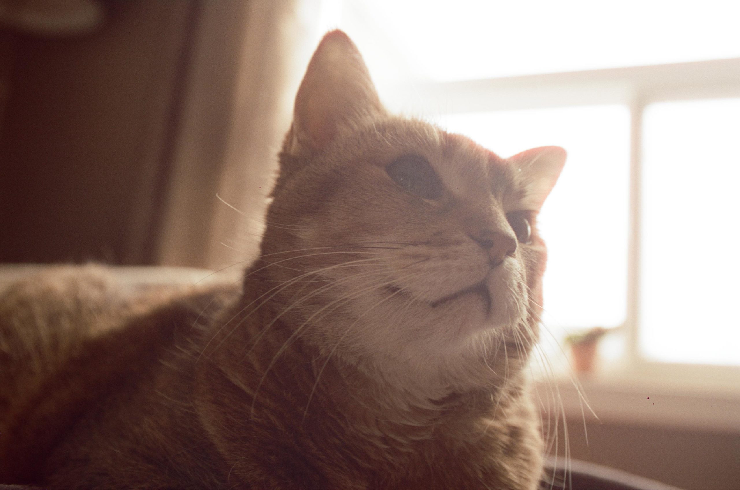 Pet food pantry gifted an unexpected 1,700 lbs. of cat food