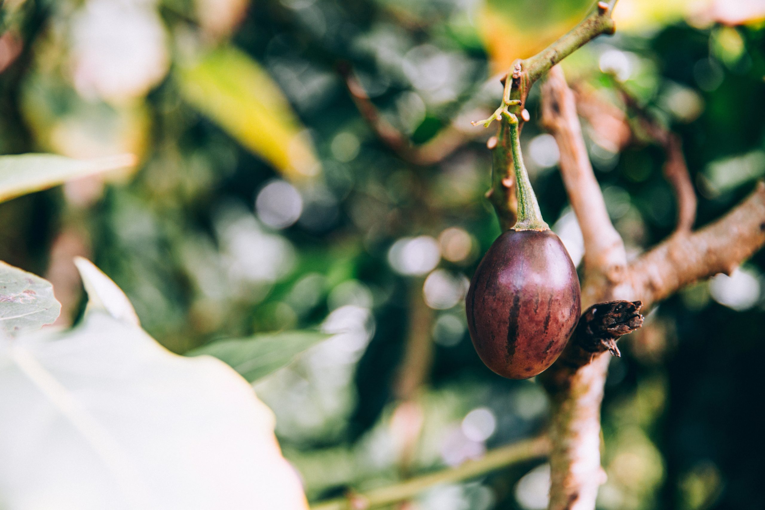 Gaia Grows a Sustainable Food Forest