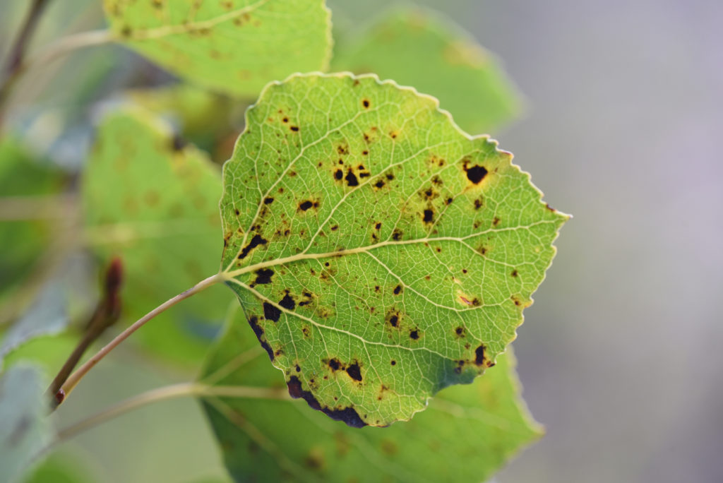 though-declining-spruce-beetle-remains-top-priority-for-state-and