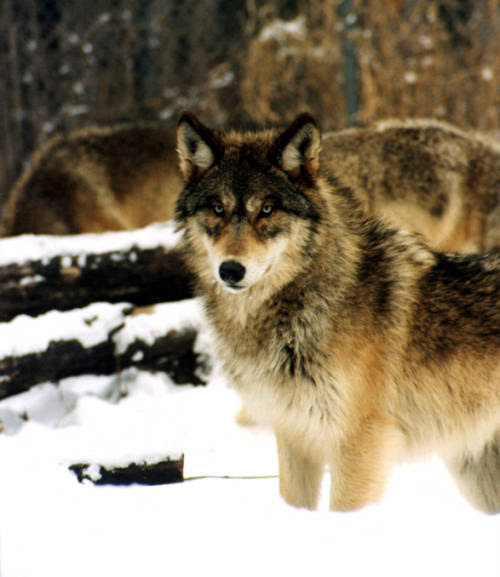 Colorado Parks and Wildlife Report Likely Presence of Gray Wolves In ...