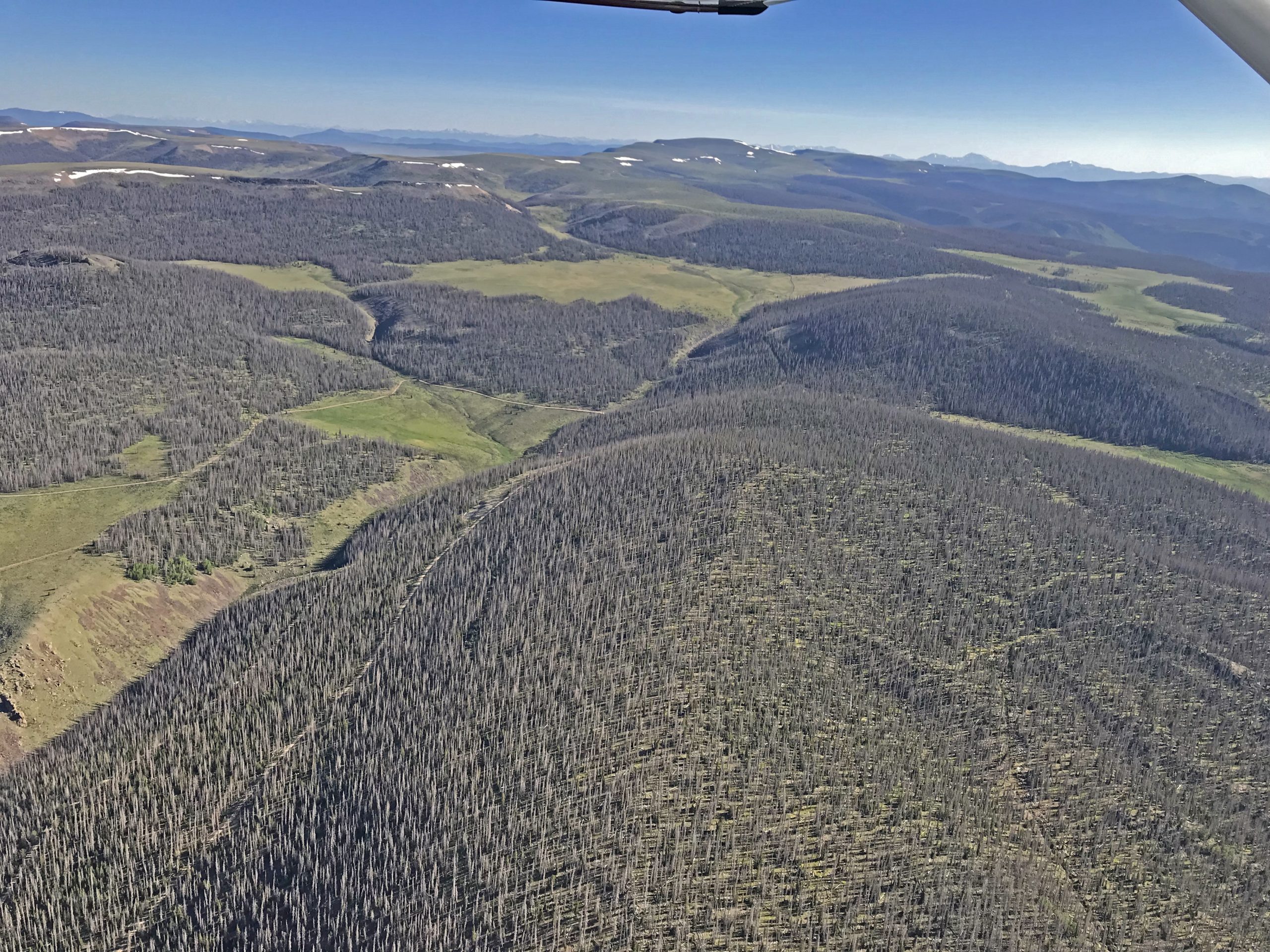 Though Declining, Spruce Beetle Remains Top Priority for State and Federal Agencies