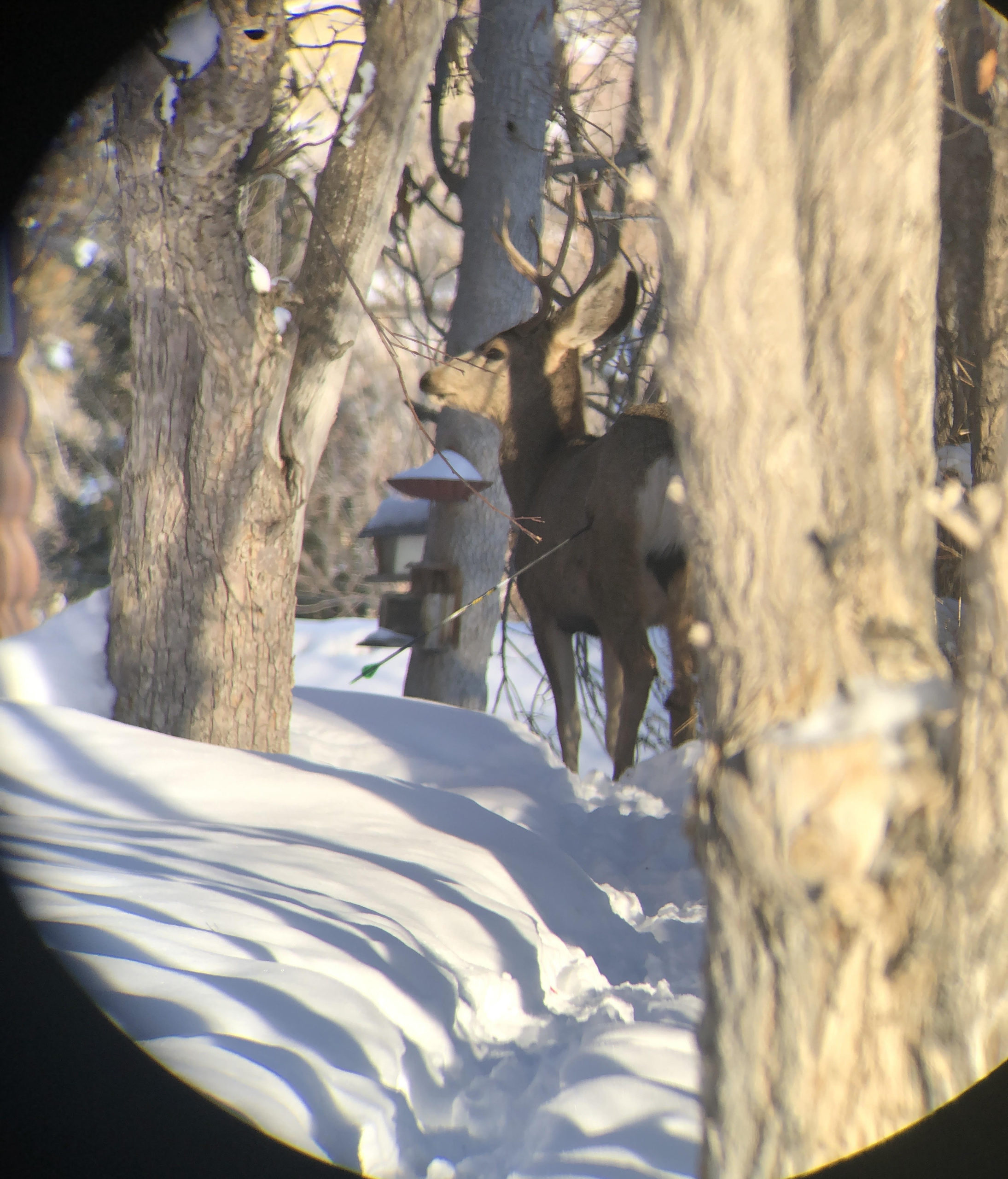 CPW looking for individual suspected of illegally shooting a mule deer in Craig