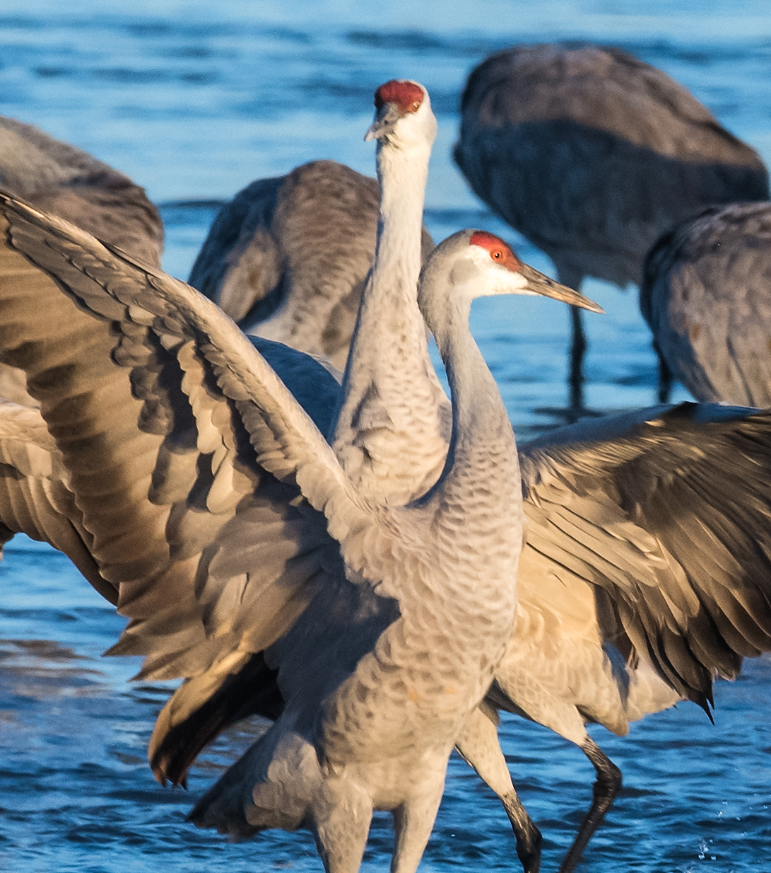 Bird Watching on the Platte