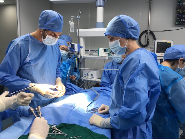 CSU Veterinary Team Performs First-ever Heart Valve Procedure on Schnauzer