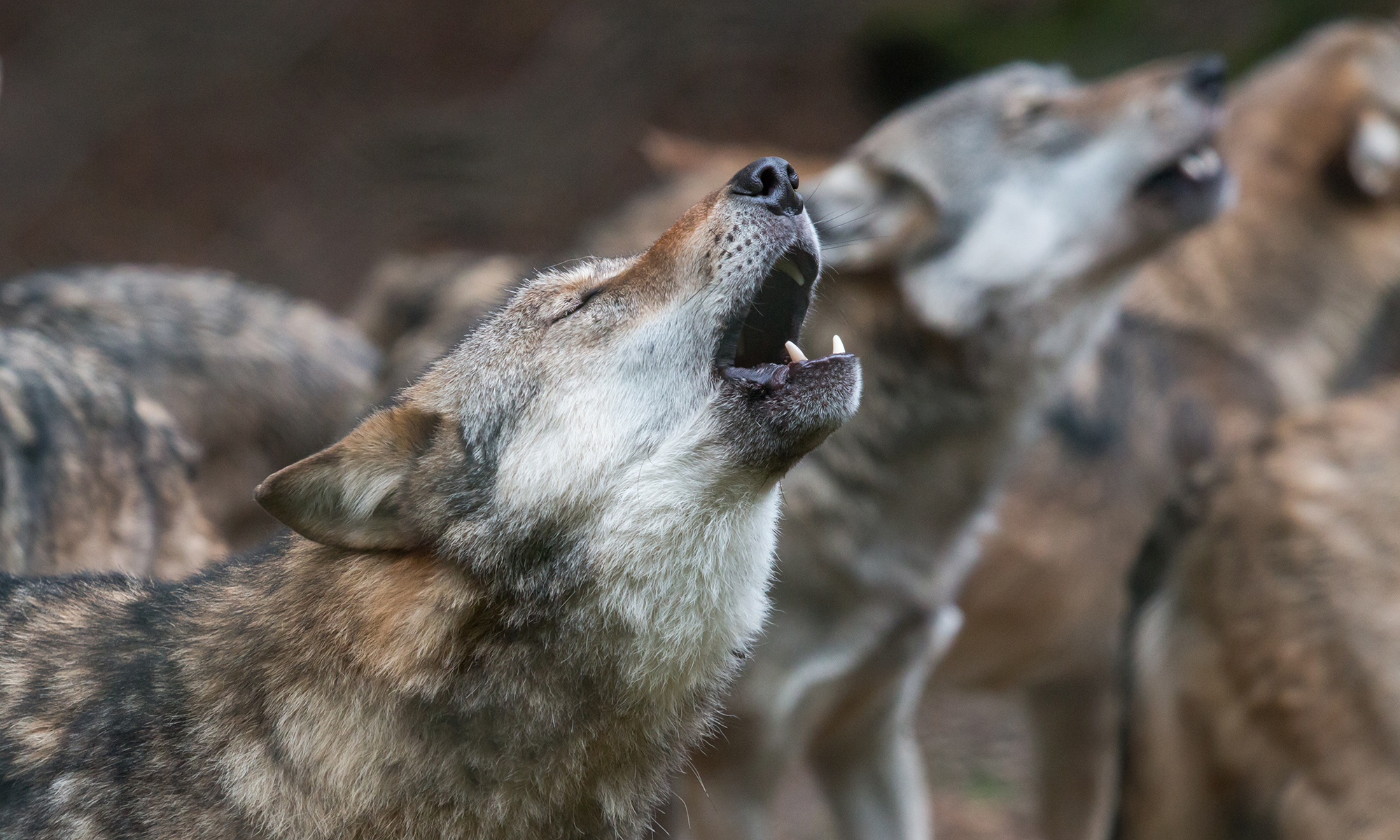 COVID-19 and Howls from Unexpected Places