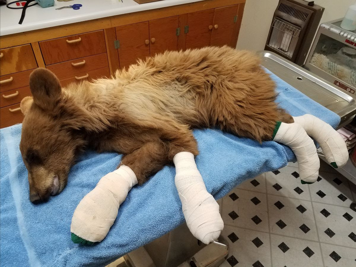 Bear Rescued by Colorado Parks and Wildlife From East Canyon Fire