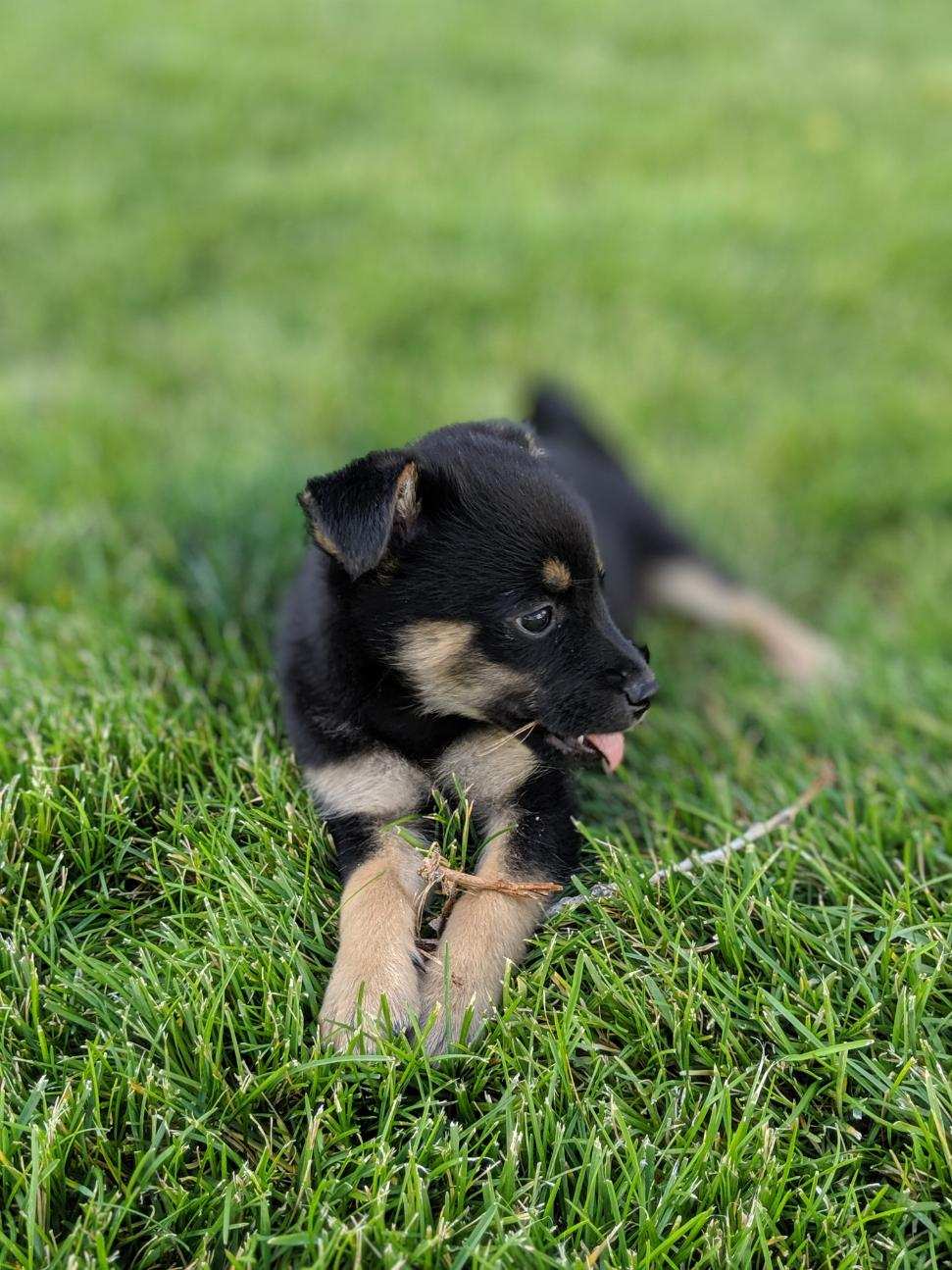 Bringing a New Puppy or Grown Dog Into Your Home