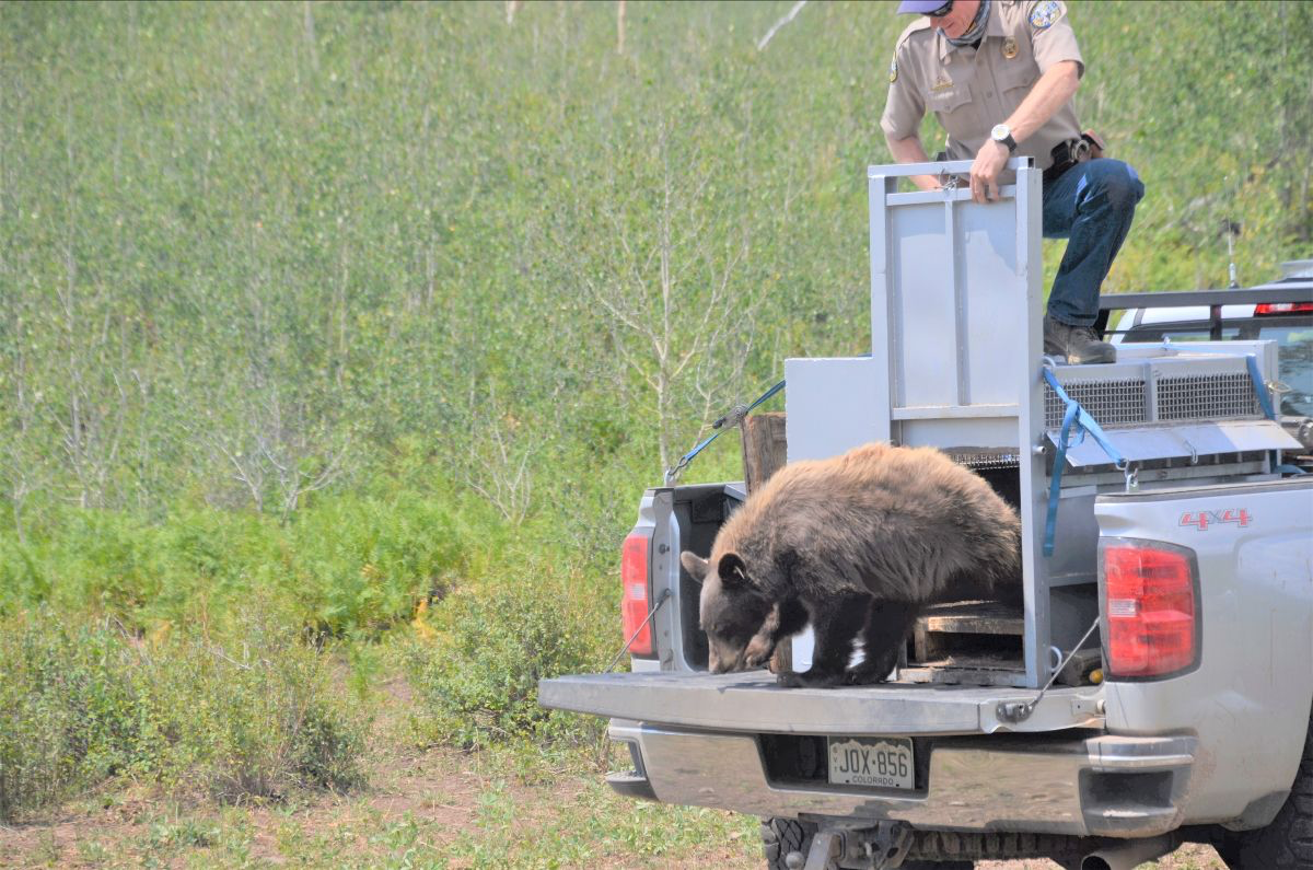 Bear Hurt in Forest Fire near Durango Released Back into the Wild